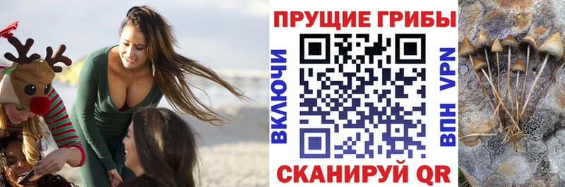 omg как войти  Коммунар  Псилоцибиновые грибы Psilocybe  цены  